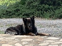 Shani